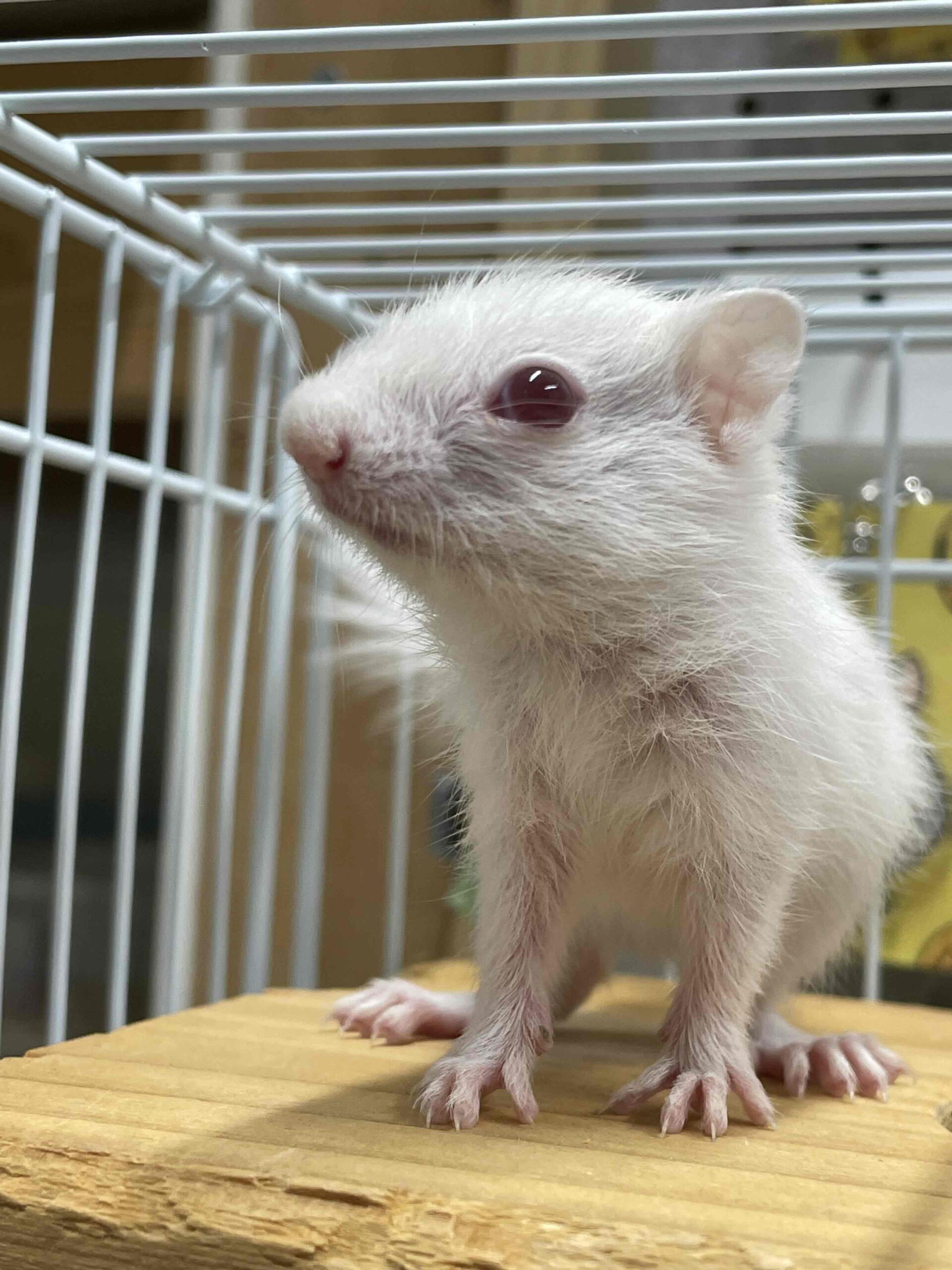 希少で愛らしい白い体が魅力のホワイトシマリス。活発で好奇心旺盛な性格に癒されること間違いなし！