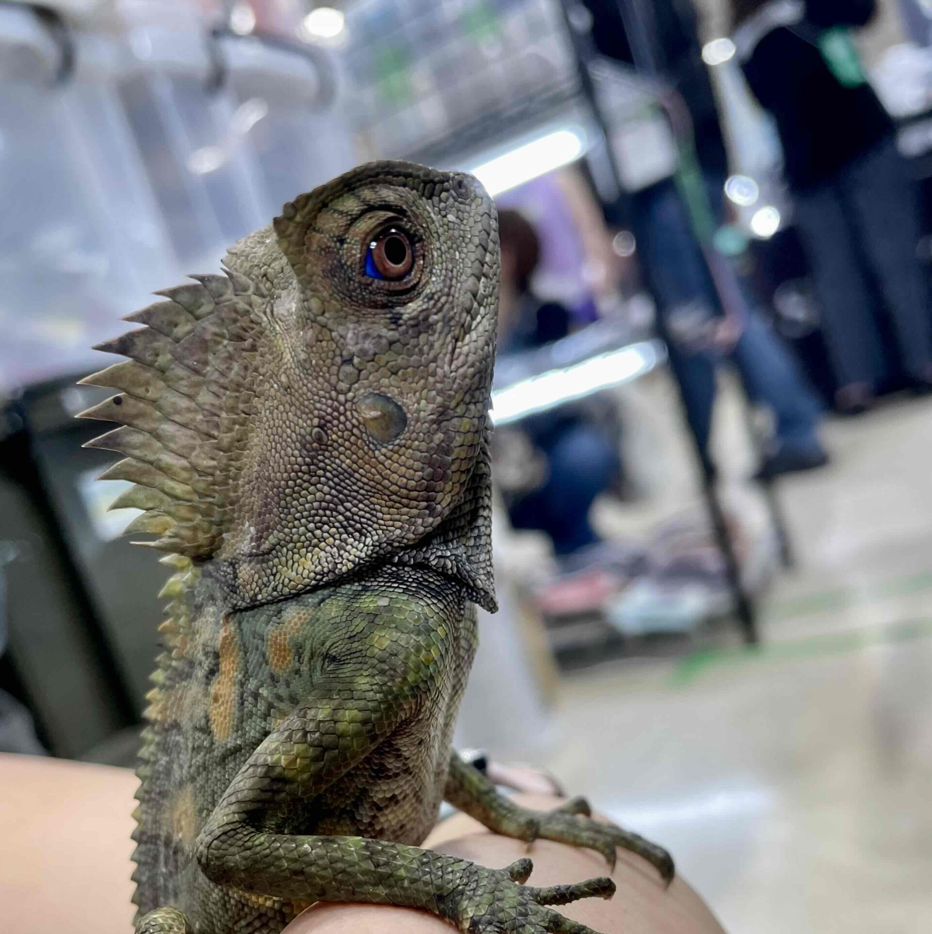 カメレオンモリドラゴン